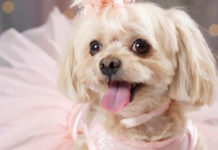 OpenAI tiene un problema muy serio con Sora: Google le acaba de adelantar por la derecha con su IA de vídeo