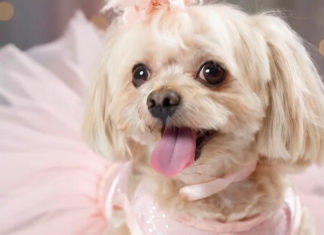 OpenAI tiene un problema muy serio con Sora: Google le acaba de adelantar por la derecha con su IA de vídeo