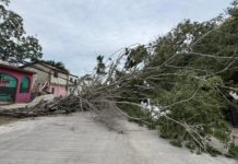 Caída de arboles y varios sectores sin luz dejó el norte en Tampico