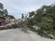 Caída de arboles y varios sectores sin luz dejó el norte en Tampico