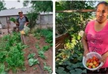 Entregan huertos de traspatio