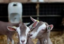 Prepara Turismo concursos en el Festival del Cabrito en Tula