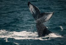 Alerta ecológica en el Golfo de California: más del 60% de las especies en deterioro