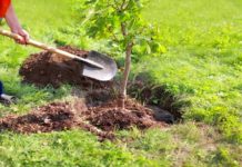 Hay que mejorar el ambiente sembrando un arbolito