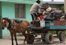 Falta de personal limita atención a casos de maltrato animal en Ciudad Madero