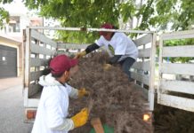 Instalan en Tampico Centros de Acopio de Pinos Navideños
