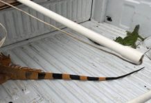 Implementan un operativo para resguardar iguanas en Tampico