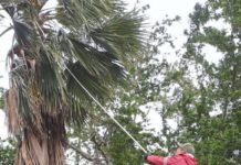 Implementan Operativo de Rescate de Iguanas en la Laguna del Carpintero