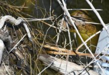 Rescata Comisión de Parques cocodrilo en ejido El Olmo