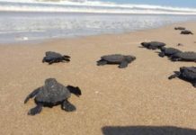 Proyectarán en televisión las maravillas naturales de Tamaulipas: CPBT.