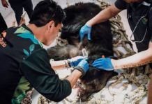 Retorna Comisión de Parques familia de osos negros a su hábitat