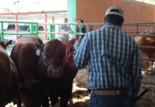 Llevarán a cabo el programa de “Mejoramiento Ganadero NLD