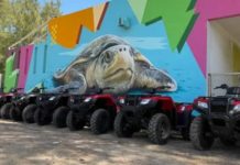 Vigilarán seis campos tortugueros en Tamaulipas con 14 cuatrimotos