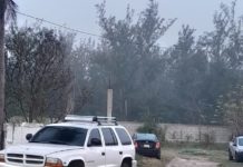 Regidora de Madero pide no interferir con especies silvestres avistados en colonias del municipio
