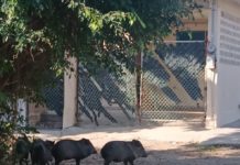 Sorprende avistamiento de pecaríes en Ciudad Madero