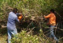 Realiza Dirección de Ecología Poda Controlada de Mangle en la Laguna del Carpintero