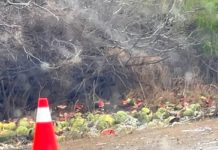 Vuelca tráiler lleno de sandias en carretera a San Fernando