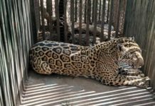 Aclara Comisión de Parques y Biodiversidad jaguar atropellado no corresponde a Tamaulipas