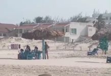 Arriba la primera tortuga lora a Playa Miramar para desovar.