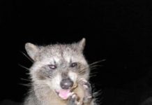 Investigan Posible Maltrato a Mapaches en la Escollera de Ciudad Madero