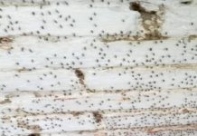 Invitan a ciudadanos mantener patios limpios para evitar criadero de Dengue