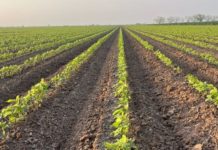 Caería 37% producción de sorgo de Tamaulipas