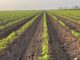 Caería 37% producción de sorgo de Tamaulipas