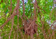 Ciudadanos reportan gran panal de abejas o avispas en colonia popular