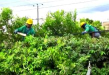 Exhortan a población mantener redes eléctricas despejadas para evitar complicaciones