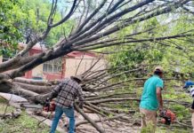 Retiro de árboles caídos en la Esc. Sec. Tec. No. 10 Lázaro Cárdenas