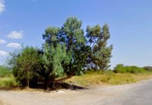 Hallan al parecer restos oseos de humano en la colonia Vamos Tamaulipas