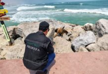 Hombre que roció líquido a mapaches en Playa Miramar acude a aclarar lo sucedido