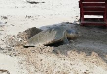 Arriban tortugas a Playa Miramar