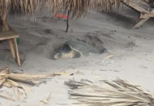 Instalan barreras de contención en zona costera para proteger a tortugas lora