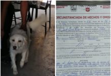 Exhorta Alcalde de Reynosa a dueños cuidar de sus mascotas