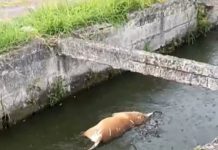 Bomberos buscan a cocodrilo que devoró a una mascota en Madero