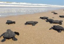 Protegen a más de 30 mil huevos de tortuga lora