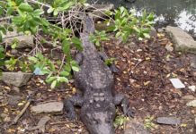 PC y otras autoridades harán presencia en horas “pico” en el Mirador de los Cocodrilos