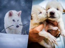 Hemos logrado que los lobos gigantes vuelvan tras 10.000 años extintos