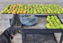 Decomisan en puente fruta prohibida para importar a EU