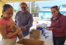 Exhortan denunciar agresión generada por perros o gatos callejeros