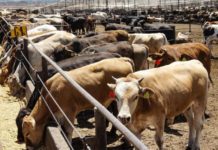 Advierten productores riesgo al ganado por intenso calor
