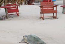 Niega Ecología supuesto atropellamiento de tortuga lora en Playa Norte