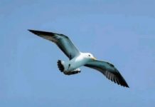 Impulsan el turismo en Barra de Morón en Aldama