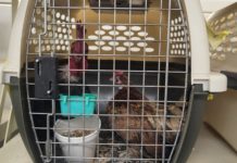 Decomisan en puente internacional más de 100 chinches vivas