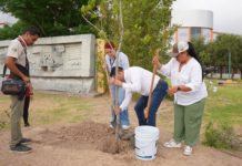 El P. Verde reforesta pero descuida árboles enfermos