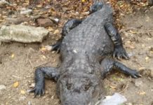 Por desove de cocodrilos alertan a la población para que no se acerque a esos animales