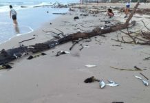Aparecen peces muertos en Playa Miramar la palizada podría ser la causa