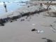 Aparecen peces muertos en Playa Miramar la palizada podría ser la causa