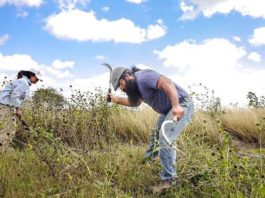 Realizan Segunda Jornada de Reforestación Comunitaria